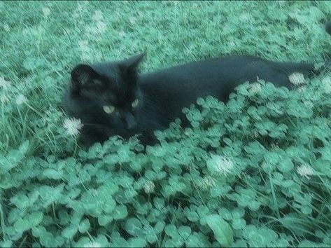 Black Cat Aesthetic, Being Weird, Dark Forest Aesthetic, Dark Fairycore, Grunge Pictures, Aesthetic Pretty, Dark Green Aesthetic, Aesthetic Cat, Dark Fairy