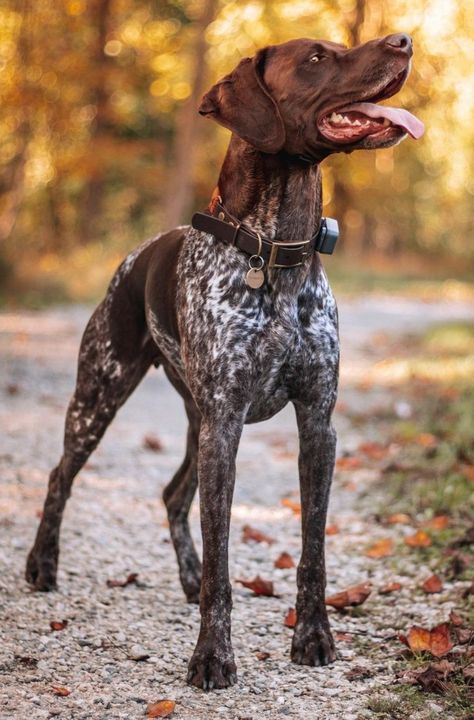 German Short Haired Pointer Puppy, Healthiest Dog Breeds, Gsp Dogs, German Shorthaired Pointer Dog, Cute Dogs Images, Shorthaired Pointer, German Shorthair, Havanese Dogs, Pointer Dog