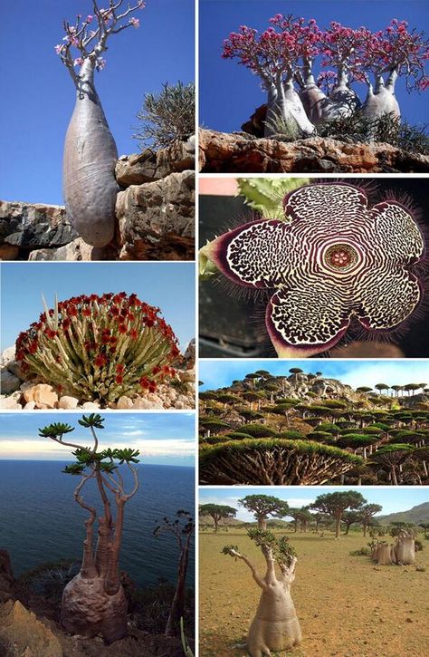 Socotra Island Animals, Prehistoric Plants, Draw Nature, Socotra Island Blue Baboon, South African Indigenous Plants, Socotra Island, Indigenous Trees South Africa, Socotra, Interesting Reads