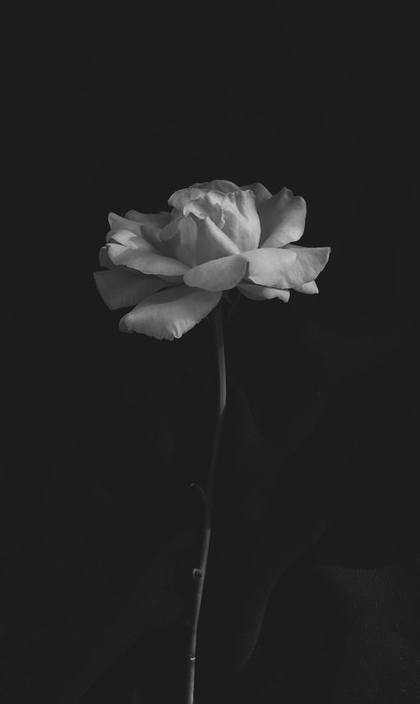 Aesthetic Cover Photo Facebook Vintage, Dark Asthetics Photos Wallpaper, Light Gray Asthetics, Black Background Flower, Facebook Cover Photos Vintage, Baby Blue Wallpaper, Coffee Cup Art, Black And White Picture Wall, A Burden