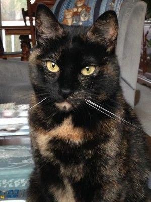 "Tortitude" -- The Unique Personality of Tortoiseshell Cats: Fact or Fiction? Great article. I have three torties and yes, they definitely meet the criteria - strong-willed, fiercely independent, possessive of their human, and talkative. I love them all. #catcatcatcat Tortoiseshell Cat Personality, Tortoiseshell Cats, Fiercely Independent, Fact Or Fiction, Cat Personalities, Tortoise Shell Cat, Cat Facts, Domestic Cat, Cute Cats And Kittens