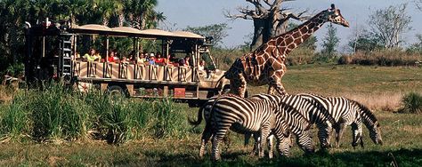 Kilimanjaro Safaris, Africa, Animal Kingdom. You travel in your automobile over rickety bridges, shallow rivers, and see all kinds of wild animals! You even get to listen to some African inspired music during your trip! Walt Disney World Rides, Animal Kingdom Safari, Animal Kingdom Orlando, Disney World Attractions, Disney Animal Kingdom, Disney Parque, Disney App, Disney World Rides, Animal Kingdom Lodge