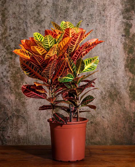 Crotons Plants, Colorful Plants, Cool Plants, House Plants, Exterior, Plants, Color