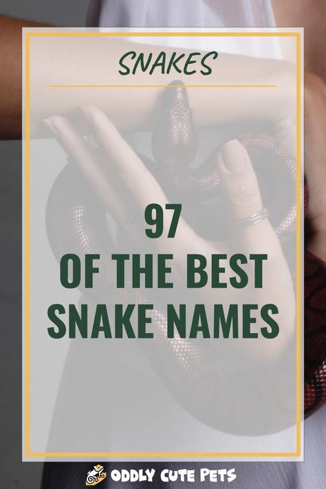 A list of 97 of the best names for snakes. A great compilation of snake names for a variety of categories. [DETAILS] Cute Snake Names, Snake Names Ideas, Pet Snake Names, Snake Names, Mythological Names, Snake Care, Snake Goddess, Pokemon Names, Best Names