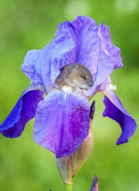 Harvest Mice, Harvest Mouse, Iris Flowers, Hamsters, Sweet Animals, Cute Little Animals, A Mouse, 귀여운 동물, Beautiful Creatures