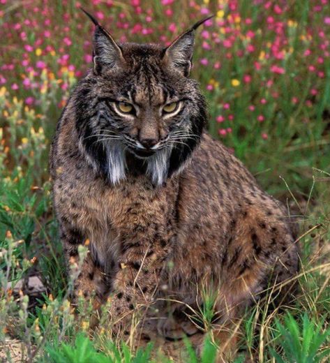 Bobcat Pictures, Iberian Lynx, Cat Lover Quote, Eurasian Lynx, Small Wild Cats, Animal Groups, Pretty Animals, Boutique Hotels, Wildlife Animals