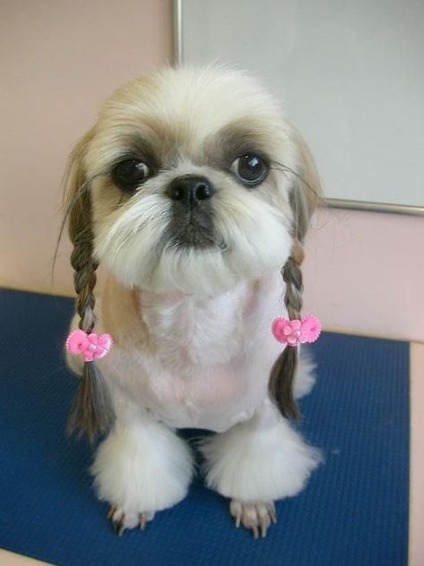 Shitzu Haircuts, Shih Tzu Hair Styles, Shih Tzu Puppy Cut, Shih Tzu Haircuts, Perro Shih Tzu, Chien Shih Tzu, Shitzu Dogs, Shih Tzu Grooming, Image Couple