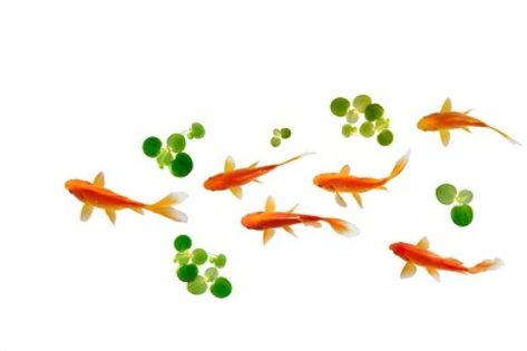 koi fish with frog bit on white background . top view Fish Top View, Fish White Background, Png Top, Coy Fish, Wallpaper Theme, Ghibli Artwork, Notion Templates, Fish Wallpaper, Small Fish