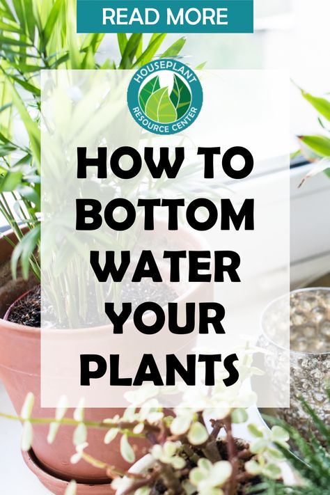 How To Water House Plants, Best Way To Water Indoor Plants, How To Water Plants, Watering Indoor Plants Tips, How To Water Hanging Plants, How To Bottom Water Plants, Bottom Watering Plants, Plant Watering Hacks, Plants Good For Cats