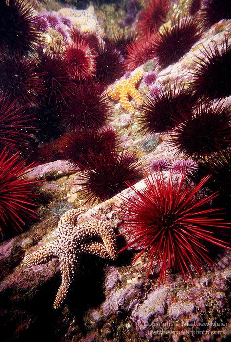 Sea Star | ... Sea Star (Pisaster giganteus) and an Ochre Sea Star (Pisaster Purple Sea Urchin, Santa Cruz Island, Underwater Images, Channel Islands National Park, Underwater Pictures, Sea Cucumber, Life Under The Sea, Purple Sea, Sea Stars