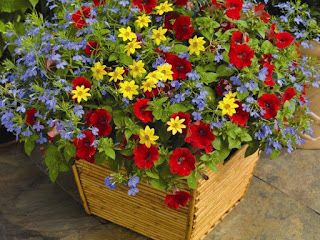 Diy Container Gardening, Container Gardening Flowers, Have Inspiration, Flower Landscape, Container Gardening Vegetables, Outdoor Flowers, Garden Containers, Garden Recipes, Container Garden