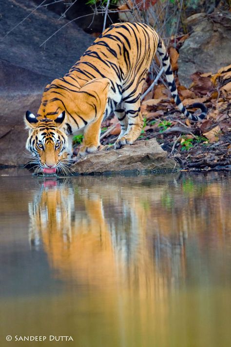 Tiger Drinking Water, Save The Tiger, Magical Nature, Cat Species, Nature Tour, Wild Creatures, Tiger Art, A Tiger, Large Cats