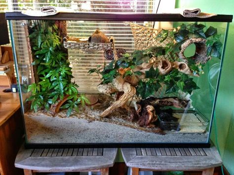 Crab Enclosure, Cute Hermit Crab Habitat Ideas, Hermit Crab Enclosure Ideas, Cool Hermit Crab Habitat, Vampire Crab Habitat, Hermit Crab Cage, Hermit Crab Paludarium, Chameleon Terrarium, Hermit Crab Homes