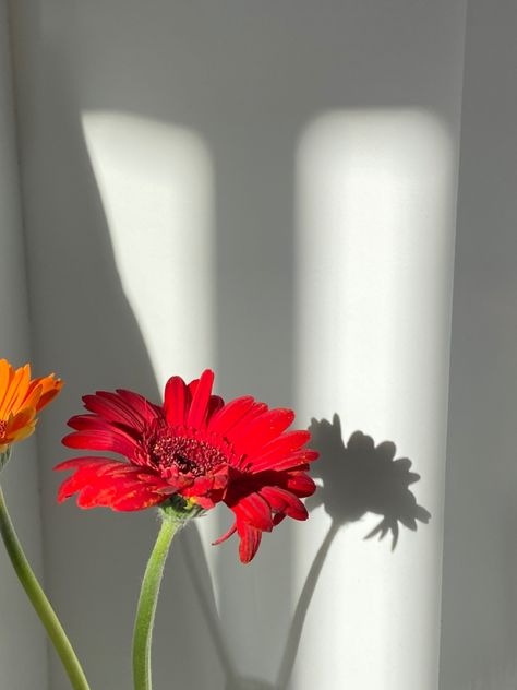 Gerbera Daisy Wallpaper, Cosas Aesthetic, Daisy Wallpaper, Flower Iphone Wallpaper, Aesthetic Flowers, Gerbera Daisy, Flowers Wallpaper, Flower Phone Wallpaper, Really Funny Memes