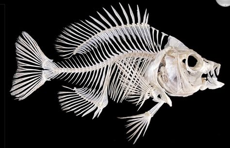 Fish skeleton Fish Robot, Piranha Fish, Skeleton Fish, Fish Fin, Skull Reference, Fish Skeleton, Animal Skeletons, Vulture Culture, Anatomy For Artists