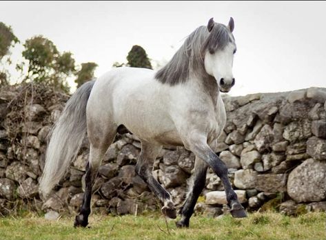 Horse Colours, Welsh Ponies, Rare Horse Breeds, Largest Horse Breed, Connemara Pony, Akhal Teke Horses, Welsh Pony, Pony Breeds, Horse Riding Tips