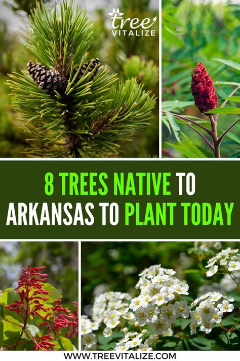 8 Trees Native to Arkansas to Plant Today Arkansas Native Plant Landscaping, Arkansas Native Plants, Arkansas Landscaping Ideas, Arkansas Landscaping, Arkansas Gardening, Green Therapy, Fast Growing Shade Trees, Native Plant Landscape, Wooded Landscaping