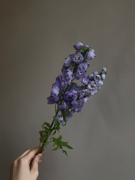 Larkspur Flower Aesthetic Wallpaper, Larkspur Flower Aesthetic, Larkspur Aesthetic, Tumbler Aesthetic, Flower References, Larkspur Flower, Angel Aesthetic, Nothing But Flowers, Flower Bouquets