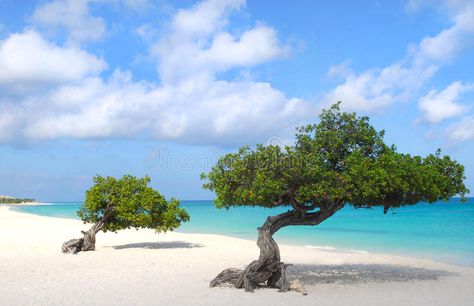 Divi Divi trees on Eagle Beach in Aruba. Divi Dive Trees on the shoreline of Eag , #SPONSORED, #Eagle, #Beach, #Divi, #trees, #Trees #ad Divi Divi Tree, Eagle Beach Aruba, Aruba Island, Abc Islands, Visit Aruba, Aruba Vacation, Aruba Travel, Travel Caribbean, Oranjestad