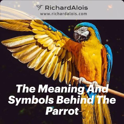 A parrot is a bird that has long been associated with happiness, life and good fortune. In many cultures it’s believed that a parrot can bring luck to the owner or act as an omen for future events. Whether they’re considered lucky or not, the symbolism of this beautiful creature in various cultures is deep-rooted and rich with meaning. Birds And What They Symbolize, Parrot Symbolism, Eclectus Parrot Tattoo, Parrot Memorial Tattoo, Birds Spiritual Meaning, Parrot Spiritual Meaning, Bird Symbolism, Parrot Quotes, Parrot Wings