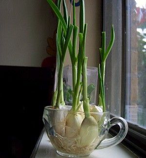 How to Grow an Endless Supply of Garlic Indoors - Backyard Boss Garlic Sprouts, Tanaman Pot, Tanaman Indoor, Growing Garlic, نباتات منزلية, Indoor Herb Garden, Herbs Indoors, Growing Herbs, Veggie Garden