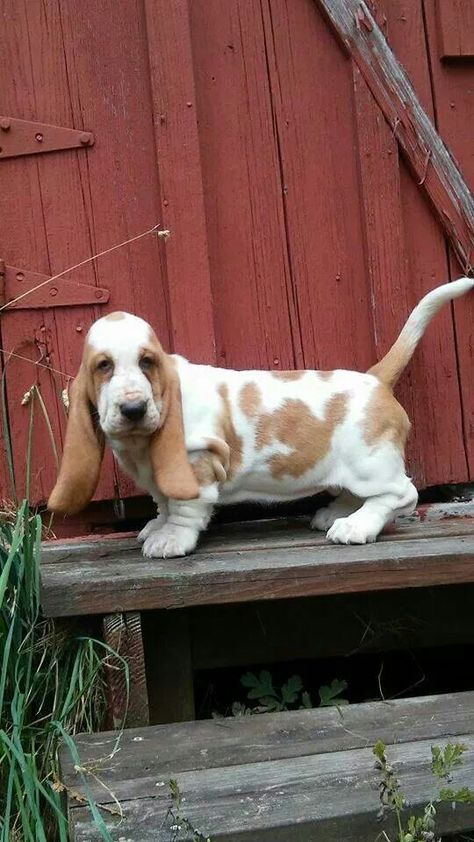 Adoro cachorros ! Lemon Basset Hound Puppy, Hound Dog Puppy, White Bassett Hound, Lemon Basset Hound, Bassethound Puppy, Miniature Basset Hound, Basset Puppies, Pocket Beagle, Hound Dogs