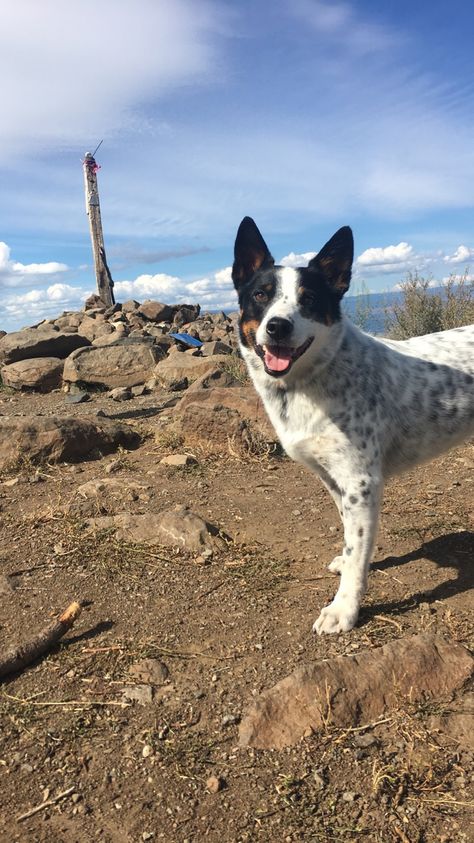 White blue heeler/Australian cattle dog Australian Cattle Dog Black And White, Blue And Red Heeler Dogs, Blue Heeler Border Collie Mix Dogs, Blue Heeler Puppies, Red And Blue Heeler Mix Puppy, Austrailian Cattle Dog, Heeler Puppies, Cattle Dogs Rule, Blue Heeler Dogs