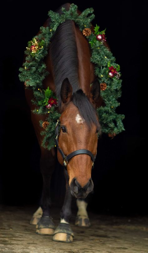 Horse Christmas, Christmas Pictures With Horses, Christmas Horse, Horse Christmas Photoshoot, Holiday Horse Photoshoot, Christmas Horse Photoshoot, Horse Christmas Pictures, Horses Christmas Pictures, Christmas Horse Wallpaper