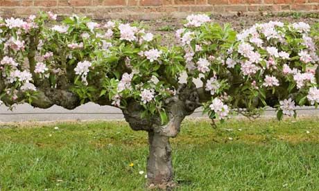 Training your own step-over apple tree is rewarding...these are so cool...you dont need a wall for espalier Alys Fowler, Espalier Fruit Trees, Potager Garden, Edible Landscaping, Veg Garden, Have Inspiration, Food Garden, Fruit Garden, Garden Fencing