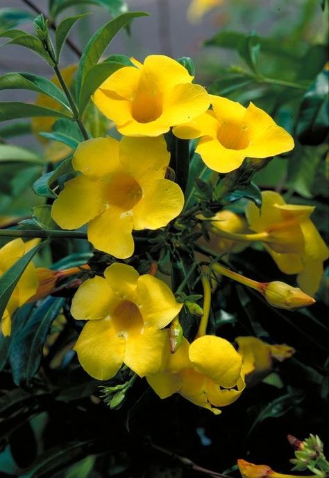 Golden Trumpet (Allamanda cathartica) Golden Trumpet Flower, Yellow Photography, Trumpet Flower, Trumpet Vine, Beautiful Flowers Photos, Flowers Gif, Night Landscape, Best Garden, Beautiful Flowers Pictures