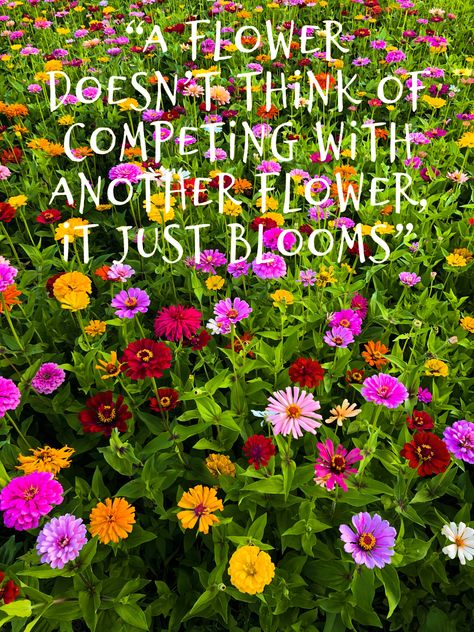 NC Zinnia field of flowers used as a background for Monday inspiration quote for WCH Zinnia Field, Monday Inspirational Quotes, Monday Inspiration, Field Of Flowers, Inspiration Quote, Baby Animals Pictures, In Full Bloom, Flower Field, A Flower