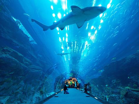 Shark Aquarium, Underwater Tunnel, November Weather, Zoo Tickets, Abu Dhabi Travel, Underwater Hotel, Dubai Aquarium, Dubai Travel Guide, Types Of Sharks