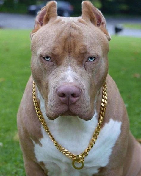 We Love Pitbulls na Instagramie: „Golden boy, golden chain 💪 Follow 👉 @pitbulls.puppies_👈 for more . . . . . . . . #pitbull #pitbullpuppies #pitbullterrier #pitbullpuppy…” Pitbull Wallpaper, Pitbull, Gold Chain, I Hope, Chain, Gold