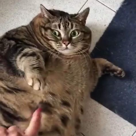 Cat Pictures Funny, Funny Cat Gifs, Chonky Cat, Cat Memes Funny, Cat Videos Funny, Obese Cat, Cute Fat Cats, Fat Animals, Haiwan Comel