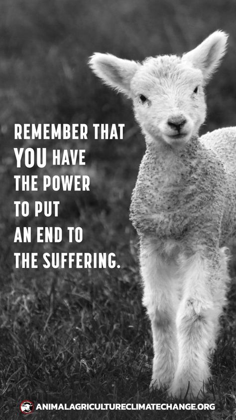 YOU have the power to end suffering. You can do it. 😊 Going vegan is much easier than most people realise - there are so many wonderful plant-based options available today. There's plant-based dairy (including cheese), meats (yes, even bacon) and eggs. There's no reason to be supporting animal agriculture anymore. 🙏🌱🌱 Veganism Quotes, Vegan Meme, Vegan Info, Stop Animal Testing, Vegan Art, Vegan Memes, Hungry Children, Bacon And Eggs, Animal Activism