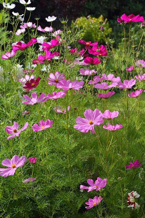 Cosmos Winter Flowers Australia, What To Plant In June, Garden Cosmos, Cosmos Plant, Rooting Roses, Boston Garden, Monet Garden, Late Summer Flowers, Flower Board