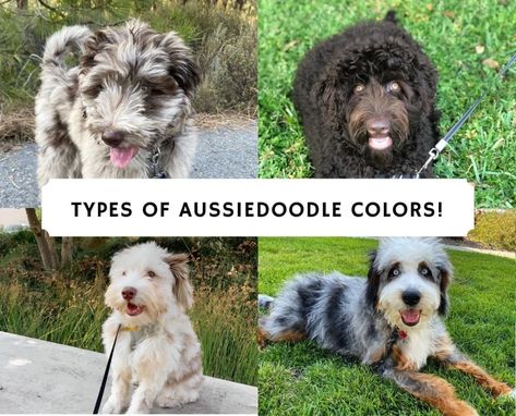 Types of Aussiedoodle Colors! Merles, Solids, etc.(2021) - We Love Doodles Love Doodles, Colorful Pictures, Different Types, Color Change, Doodles, Dogs, Animals, Color