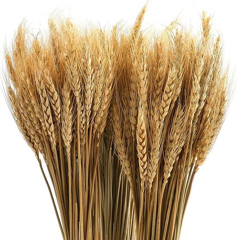 yarlung 300 Stems 16 Inch Dried Wheat Sheaves, Natural Wheat Stalks Bundle Fall Arrangement for DIY Craft, Home Table, Wedding : Amazon.ca: Home Wheat Bundle, Wheat Sheaf, Dried Wheat, Fall Flower Arrangements, Grass Decor, Pampas Grass Decor, Fall Arrangements, Craft Home, Artificial Flower Bouquet