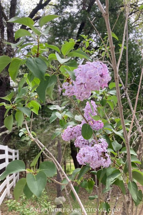 Moving a mature lilac bush and sectioning it off along a fence line. Plus a one-year update on the small bush sections. Classic Small Bathroom, Bathroom Demolition, Bathroom Demo, Diy Small Bathroom, Lilac Bush, Small Bathroom Diy, Lilac Bushes, Wall Niche, Front Yard Garden