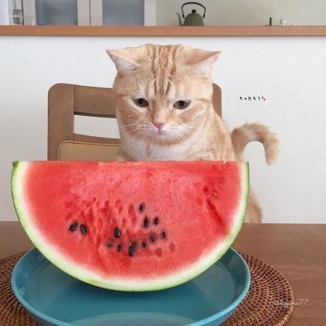 Cat With Watermelon, Cat Eating Watermelon, Watermelon Cat, Eating Watermelon, Affirmations For Kids, Cat Meme, Kitty Kitty, Cat Supplies, Silly Cats