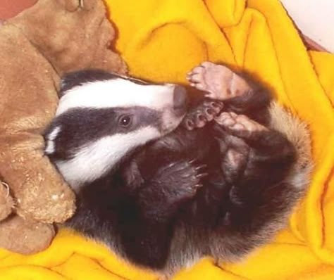 Secret World baby badger Cute Badger, Baby Badger, Honey Badgers, Honey Badger, Animal Magic, Cute Animal Pictures, Cool Pets, A Blanket, Animal Photo