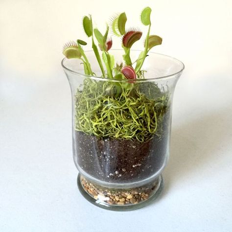 Venus Fly Trap Terrarium, Mini Backyard, Carnivorous Plants Terrarium, Terrariums Diy, Terrarium Kit, Open Terrariums, Bog Garden, Venus Flytrap, Plant Terrarium