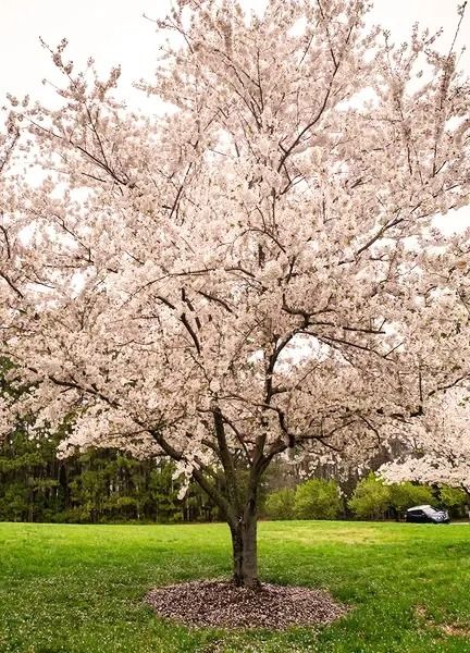 Yoshino Cherry Tree - Forestry.com Prunus Yedoensis, Lined Driveway, Yoshino Cherry Tree, Hazelnut Tree, Tree Study, Cherry Blossom Festival, Powdery Mildew, Pink Blossom, Spring Blossom