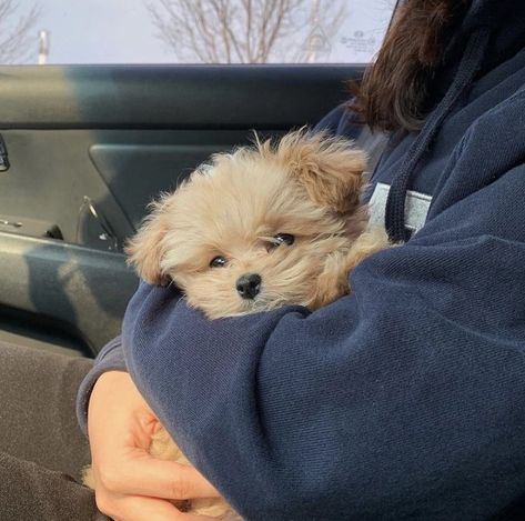 Small Dogs Aesthetic, Small Dog Aesthetic, Maltipoo Aesthetic, Cute Small Dogs, Cute Dogs Images, Very Cute Puppies, Super Cute Puppies, Cute Animals Puppies, Very Cute Dogs