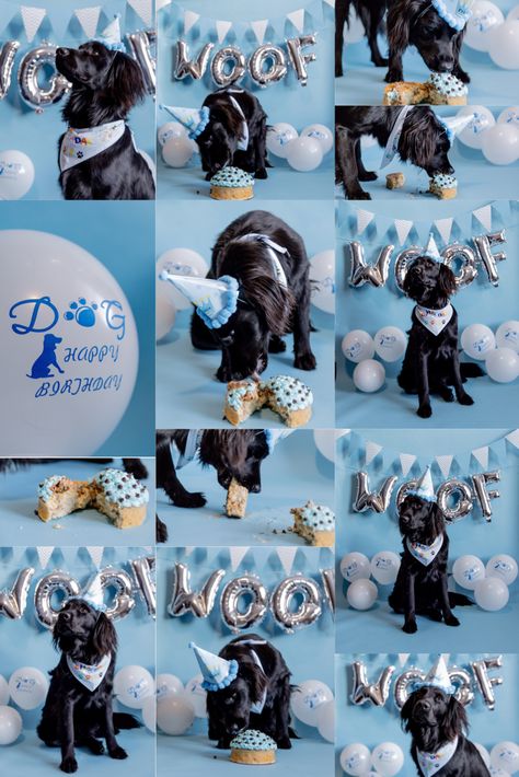 Doggie Birthday Photoshoot Ideas, Dogs First Birthday Ideas, Dogs First Birthday, Dog Birthday Photoshoot, Luca Birthday, Puppy Photoshoot, Dog Party Decorations, Puppy Pawty, Dog First Birthday