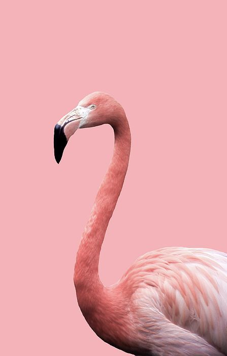 Pink Wall Art Aesthetic, Flamingo Pictures, Animal Aesthetic, Picture Pink, Flamingo Wall Art, Flamingo Wallpaper, L Wallpaper, Bedroom Wall Collage, Flamingo Art