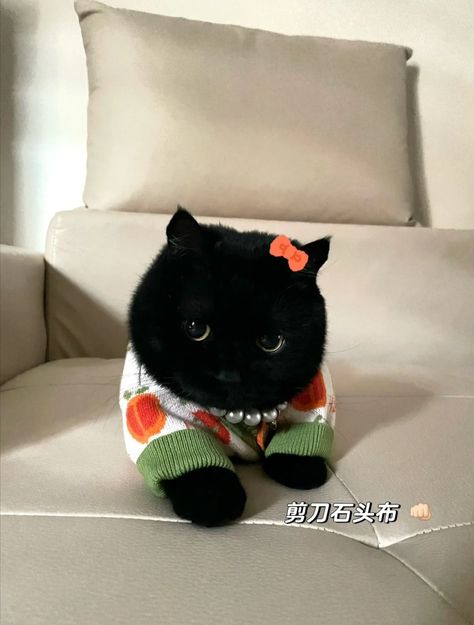 Black Cats In Sweaters, Black Munchkin Cat, Tiny Baby Animals, Cute Cat Memes, Cutee Animals, Munchkin Cat, Black Kitty, Funny Animal Photos, Mama Cat