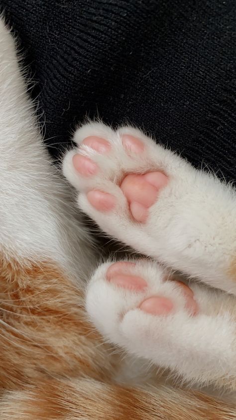 Paw Wallpaper, Cat Orange, Kitten Wallpaper, Funny Cat Wallpaper, Image Chat, 패턴 배경화면, Buku Skrap, Cute Cat Wallpaper, Orange Cats