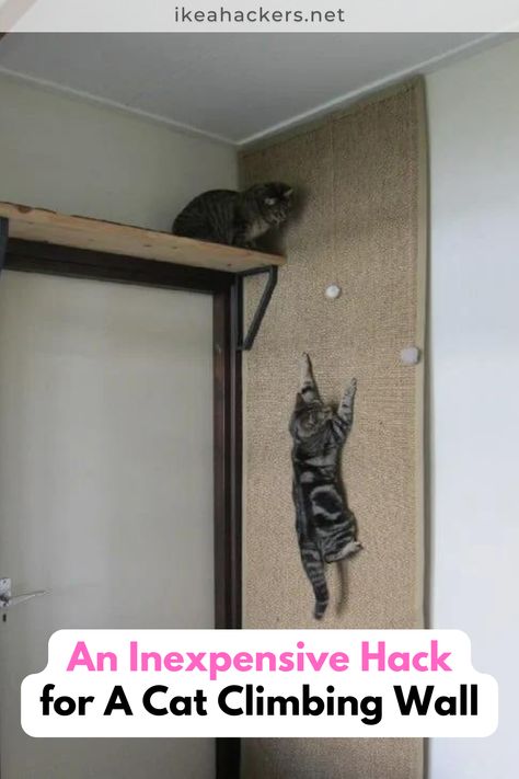 Diy Cat Wall Ideas, Cat Ladders, Cat Room Diy, Diy Cat Shelves, Diy Climbing Wall, Cat Room Decor, Cat Climbing Shelves, Cat Climbing Wall, Cat Ladder