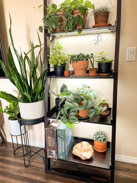 A brown leaning shelf filled with houseplants and boardgames. Plant pots are all terracotta/black. LED strip grow lights are hidden under the bottoms of each shelves. Two black and white plant stands, one taller than the other sit to the left of the shelf, a snake plant in the tallest, zz plant in the shorter one. Diy Grow Shelves, Plant Shelf Ideas With Grow Light, Diy Grow Light Shelf, Plant Shelf With Lights, Indoor Plant Shelf With Grow Light, Grow Light Shelves, Indoor Plant Wall With Grow Lights, Plant Shelf Lighting, Plant Shelf Grow Light